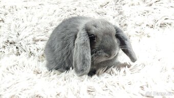 Zakrslý beránek, králíček, králík - BONNY - 3