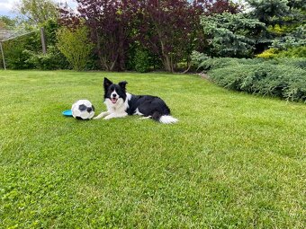 Nabízím krytí – Border kolie s PP - 3