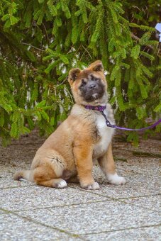 Americká akita s pp - 3