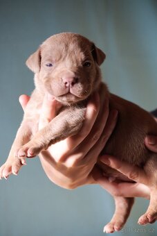 🐾American Bully🐾 - 3