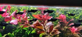 Black molly klasik - platí do smazání - 3