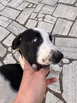 Štěňátko mix Aussie a Ohař s PP - 3