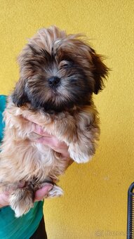 Prodám štěňátka Lhasa Apso (malé společenské plemeno) - 3