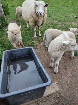 Suffolk x Texel - 3