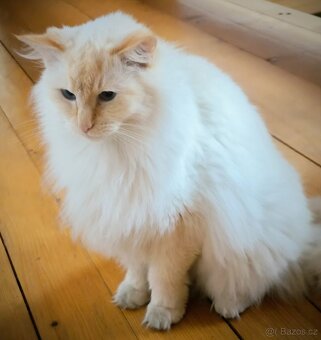 Ragdoll - 3