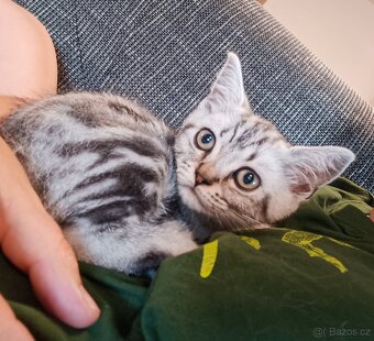 BRITSKÁ KOŤATA WHISKAS BEZ PP - 3