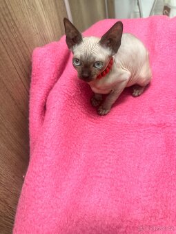 Kanadský Sphynx s průkazem původu - 3