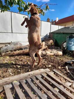 Anglonubijský plemenný kozel ,dotace - 3