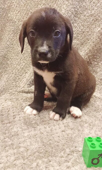 Kříženci – retrívr x labrador x ridgeback x stafford - 3