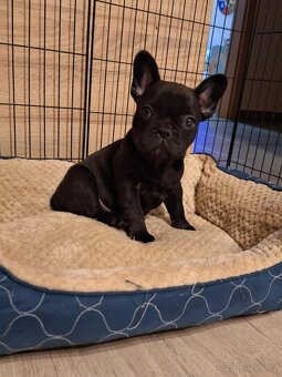 Francouzsky buldoček - 3