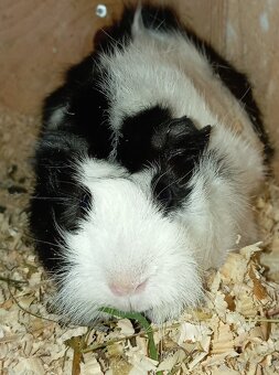 Morče holka rozetka - 3