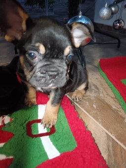 Francouzský buldocek - 3