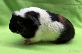 Krátkosrsté morče, morčátko, morčata II - 3