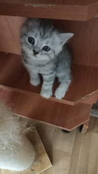 Britská whiskas koťátka s PP - 3