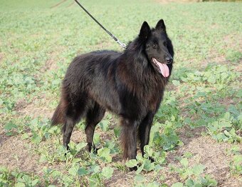 Belgický ovčák GROENENDAEL s PP - 3