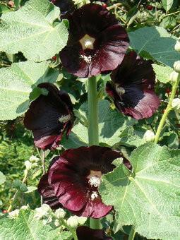 semena TOPOLOVKY - 3 barvy - 3