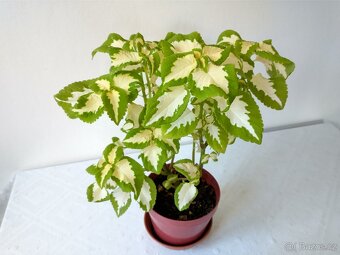 Africké kopřivy - 3