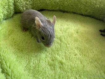 Osmák Degu - 3