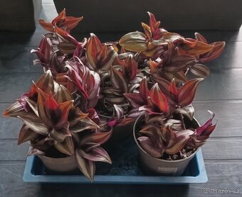 Tradescantia Nanouk - Blázen, Voděnka, Poděnka - 3