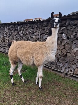 Lama krotká - 3