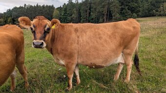 Hledám domov pro březí Jersey krávu a jalovičku - 3