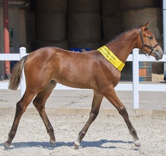 Nabízím letošní klisnu ČT - 3