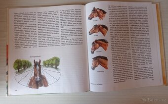 Koně - KarlHeinz Gless - 3