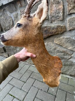 Srnec/srna - preparace, vycpanina - 3