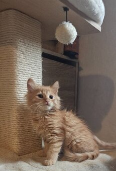 Koťátka - přírodní, zrzci - 3