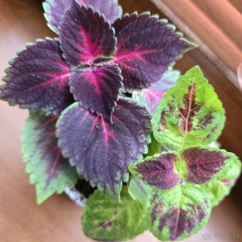 Kopřiva 2 druhy - 3