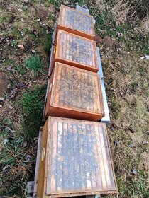 Vyzimovaná včelstva 39x24 ihned k odběru - 3