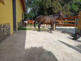 Pastevní ustájení Vlkovice - 3