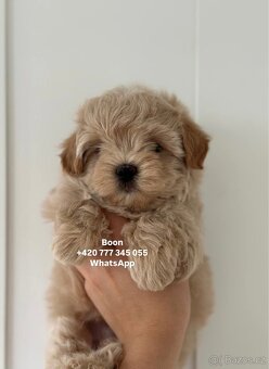 Maltipoo Caramel male Boon ‼️1900€ - 3