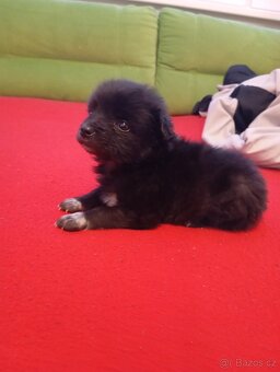 Špic pomeranian - 3