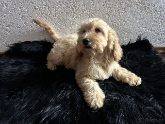 Cockapoo - 3