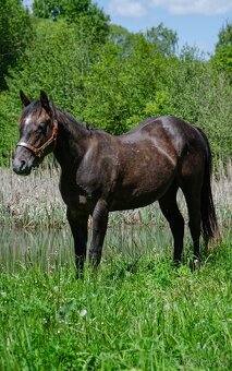 Quarter horse hřebec 2 roky - 3