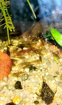 Přírodní nenáročné krevetky platí do smazání - 3
