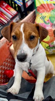 Jack Russell terier - fenka - stene s PP - 3