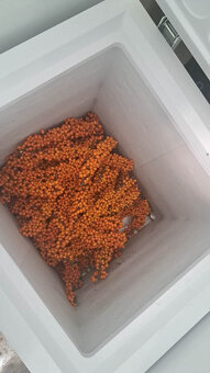 Rakytník řešetlákový zdarma - 3