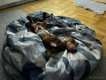 Jezečík ke krytí - 3