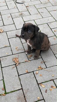 stafordšírský bulteriér - 3