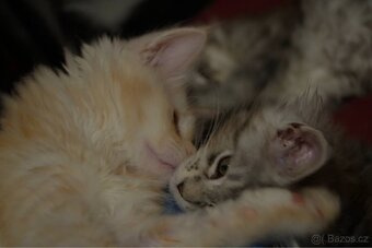 CHS nabízí k rezervaci koťátka Mainské mývalí kočky s PP. - 3