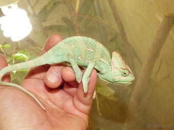Chameleon jemenský - 3