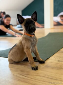 BELGICKÝ OVČÁK MALINOIS S PP - 3