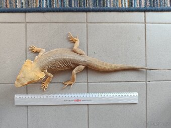 Agama vousatá - samec - 3