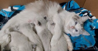 Ragdoll holčička blue bicolor k REZERVACI - 3