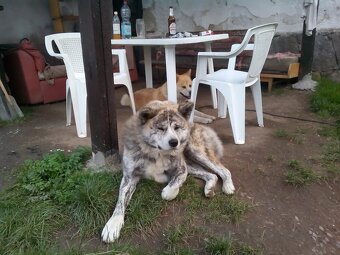 Akita-Inu s PP ke krytí. - 3