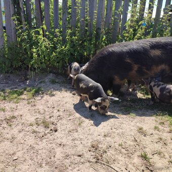 Kune kune - 3