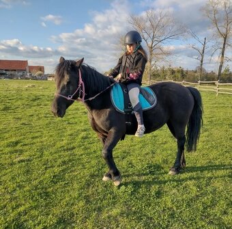 Wpbr/QH pony 9 let - 3