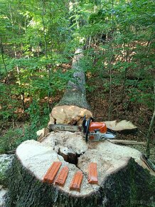 Rizikové kácení stromů - 3